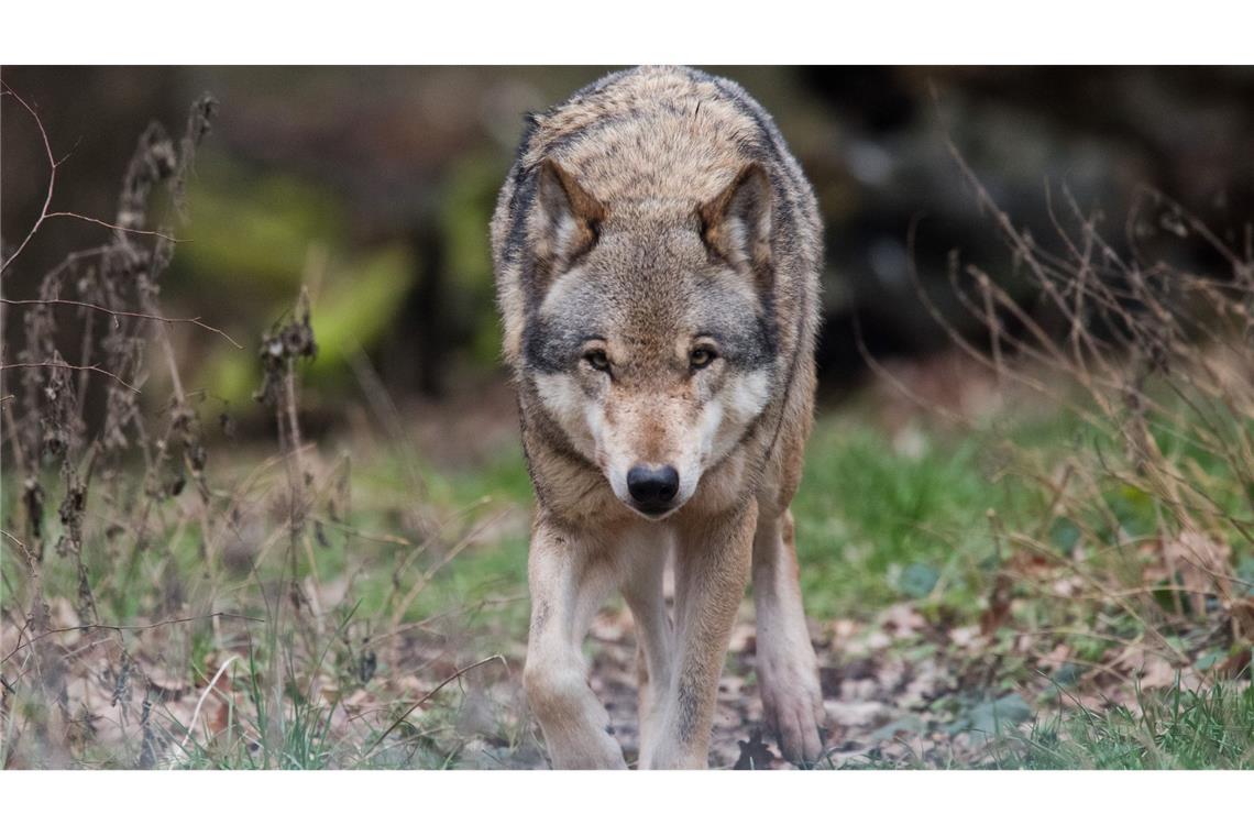 In Niedersachsen leben mehr als 500 Wölfe. (Symbolbild)