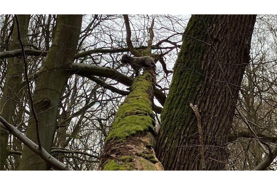 Hund sitzt in acht Metern Höhe auf Baum fest In Nordrhein-Westfalen brauchte ein kleiner Mischling in luftiger Höhe die Hilfe der Feuerwehr.