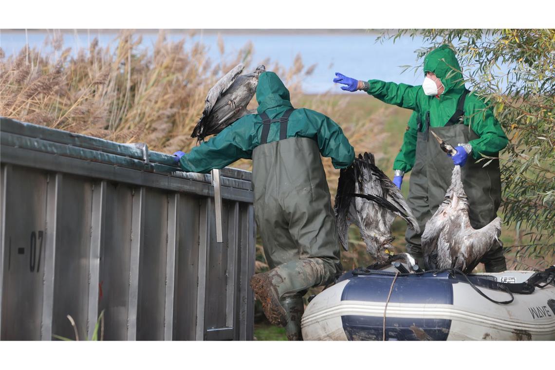 In Ostdeutschland werden derzeit vermehrt tote Kraniche gefunden. Sie sind Opfer der gefürchteten Vogelgrippe geworden. (Archivbild)