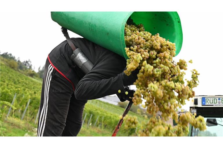 In Rheinhessen sind nach Schätzung des Deutschen Weininstituts 23 Prozent weniger Hektorliter Weinmost als im Durchschnitt geerntet worden. (Archivbild)