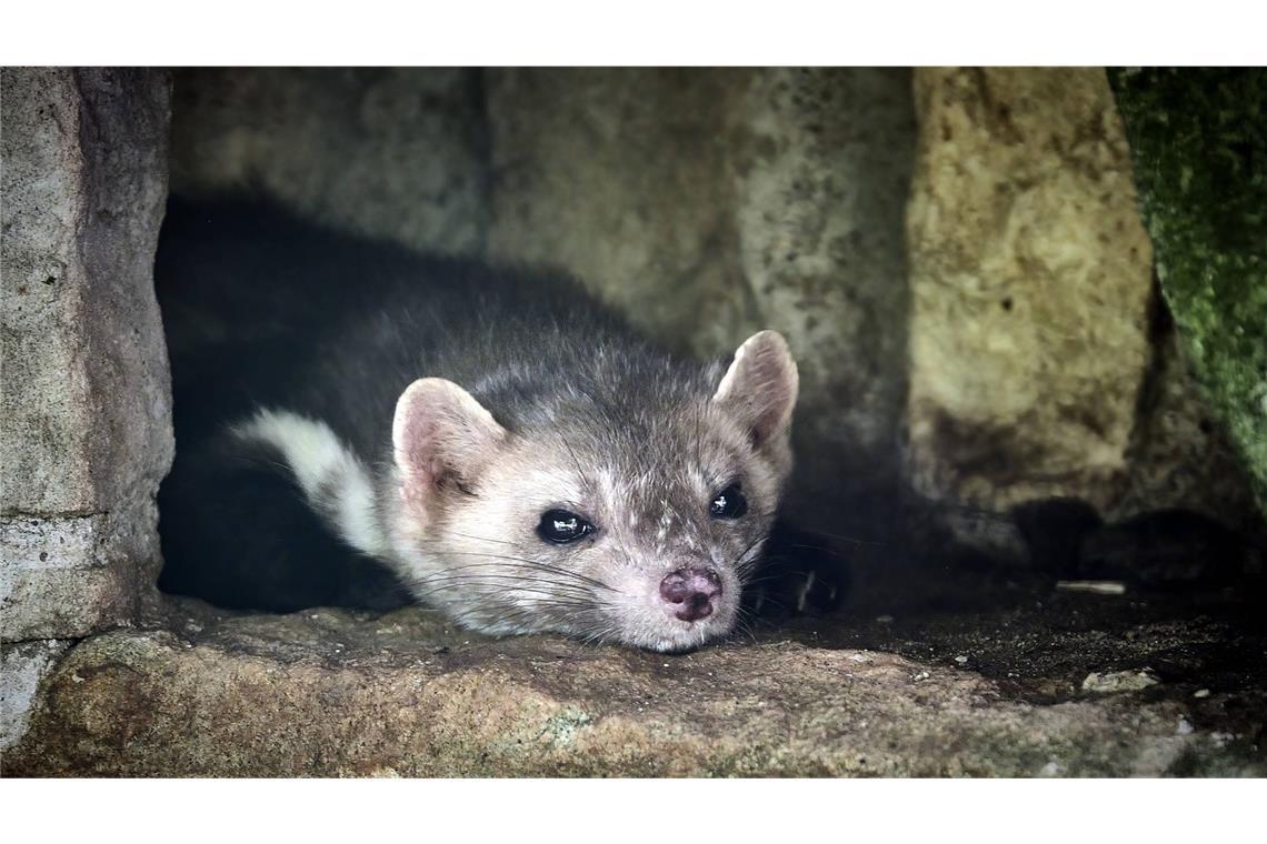 In Rottweil sorgt ein Marder für dicke Luft (Symbolfoto).