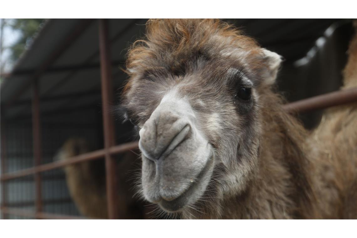 Kamele reißen aus Zirkus aus – schon wieder In Spaichingen waren nachts Kamele Unterwegs. (Symbolbild)