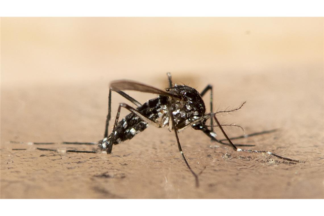 Chikungunya-Virus breitet sich weiter in China aus In Südchina breitet sich seit Kurzem das von Mücken übertragene Chikungunya-Virus rasch aus.
