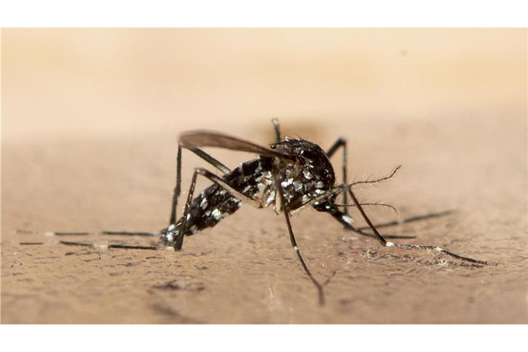 In Südchina breitet sich seit Kurzem das von Mücken übertragene Chikungunya-Virus rasch aus.