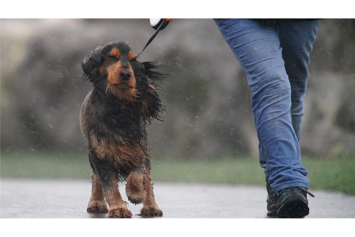 Ein Toter bei Sturm in England - Viele Haushalte ohne Strom In Teilen von Wales galt die stärkste Wetterwarnung: "Lebensgefahr".