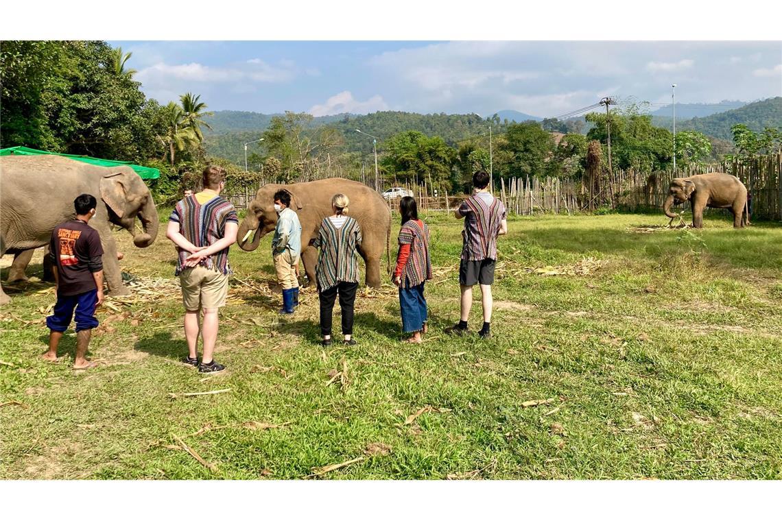 Elefant tötet in Thailand spanische Touristin In thailändischen Elefantencamps kommen Touristen den Tieren ganz nahe. (Archivbild)