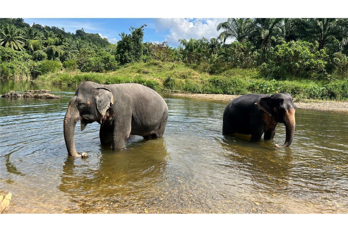 Verhütungsspritze für Elefanten in Thailand In Thailand leben derzeit mindestens 4000 wilde Elefanten. (Archivbild)