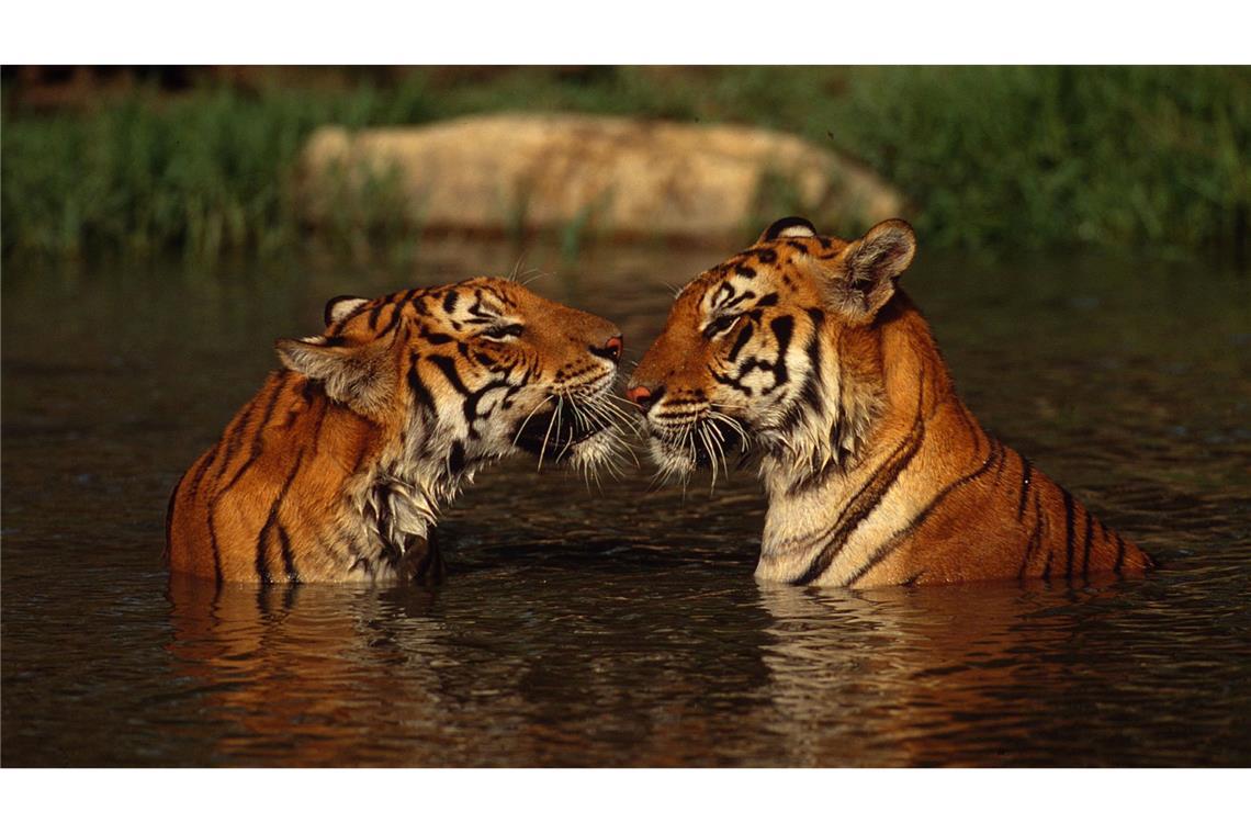 WWF-Bericht: Igeln geht es schlechter, Seeadlern besser In Thailand zeigt der Bestandstrend klar nach oben: Laut offizieller Zählung verzeichnet das Land einen Anstieg der wildlebenden Tigerpopulation. (Handout)