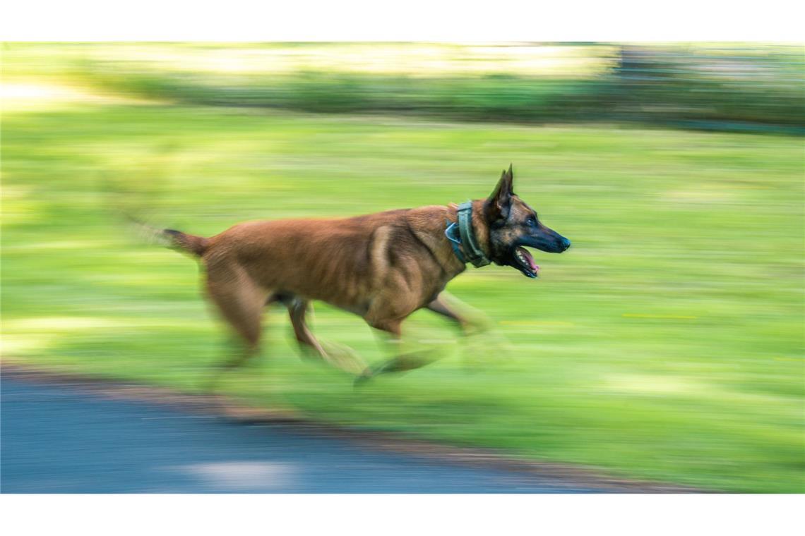 Polizist wird von Hund angefallen und schießt In Ulm ist ein Schäferhund auf einen Polizisten losgegangen. (Symbolbild)