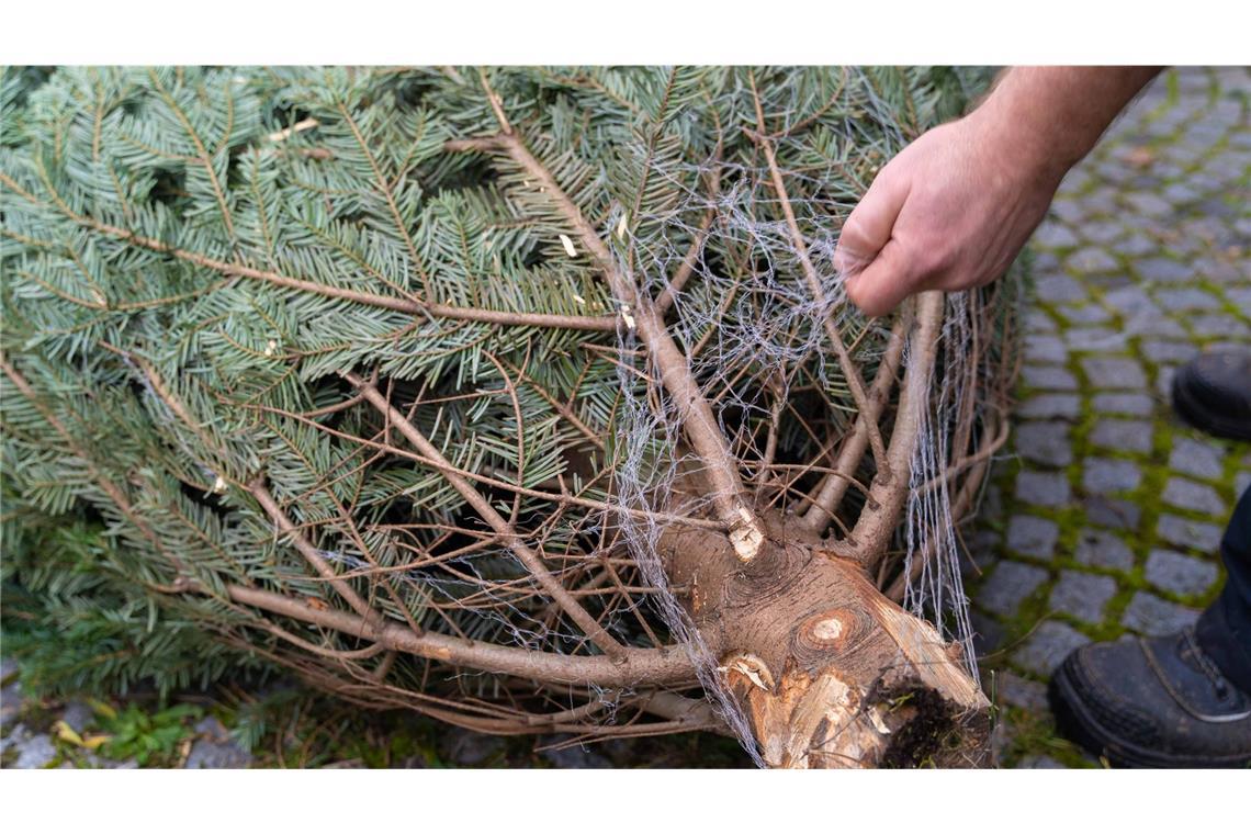 Unbekannte stehlen Christbäume im Wert von Hunderten Euro In Waldbrunn im Neckar-Odenwald-Kreis stahlen Unbekannte mehrere Christbäume. (Symbolfoto)