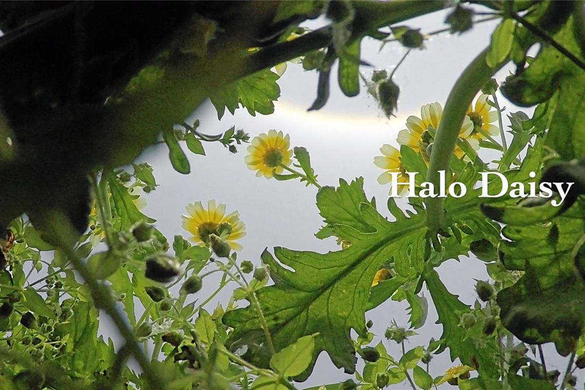 Tauben und das Wetter erzählen In „Weather Girl, Halo Daisy“ kontrastiert die unbeschwert wirkende Bildsprache mit unterschwellig spürbaren ernsten Themen. Fotos: privat