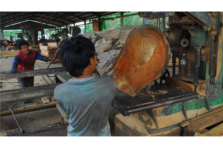 In wenigen Jahren wird es in Indonesien keine Urwälder mehr geben.