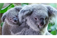 Inala - Acht Monate altes Koala-Baby frisch getauft