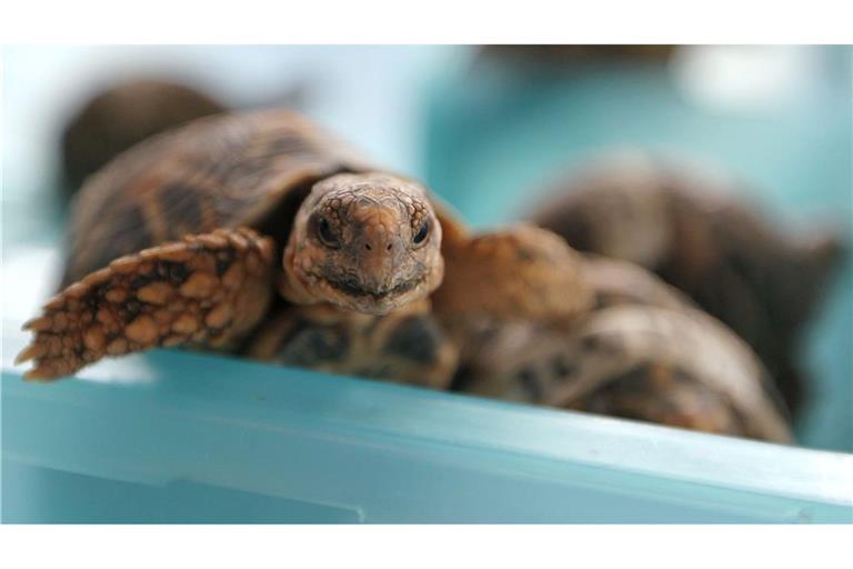 Indische Sternschildkröten sind in Asien wegen ihrer auffälligen Panzerzeichnung sehr beliebt. (Archivbild)