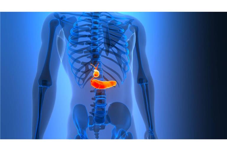 Innere Organe des Menschen mit Bauchspeicheldrüse (groß) und Gallenblase.