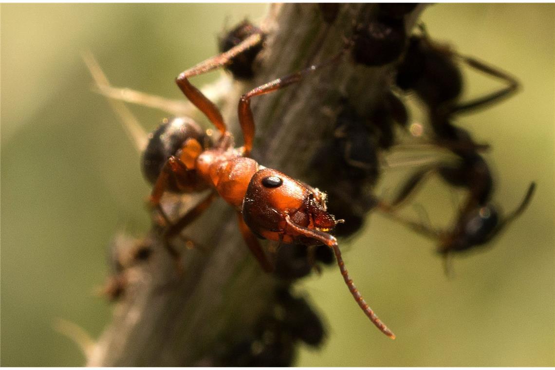 So können auch Sie in der Wildnis überleben Insekten: Kleine Plagegeister wie Ameisen, Mücken und Zecken machen einem das Leben in der Natur sehr viel schwerer als große Tiere.
