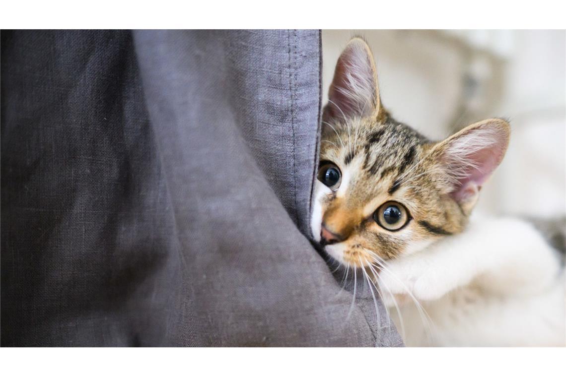 Rund 20 Katzen spurlos verschwunden – Polizei ermittelt Insgesamt wurden der Polizei 14 Fälle von vermissten Katzen angezeigt. (Symbolbild)