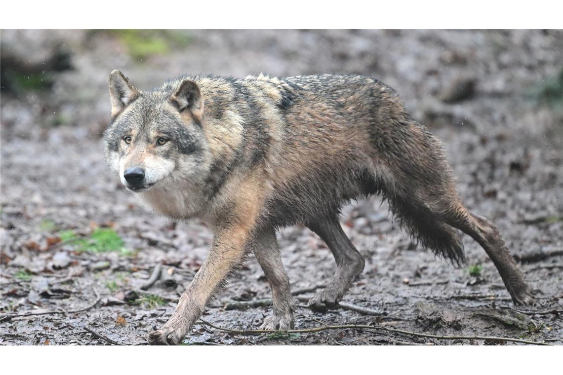 Inzwischen leben 350 Wölfe in der Schweiz. (Symbolfoto)