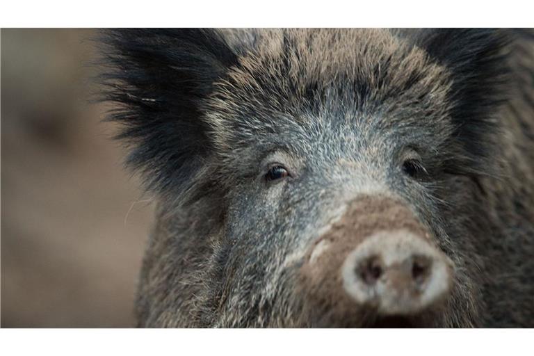 Inzwischen sind zwölf Fälle von nachweislich mit der Afrikanischen Schweinepest infizierten Wildschweinen in Baden-Württemberg bekannt. (Symbolbild)