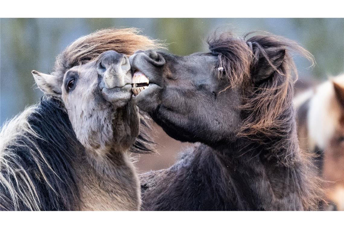 Islandpferde rangeln bei Temperaturen von vier Grad über null auf ihrer Koppel im Taunus.