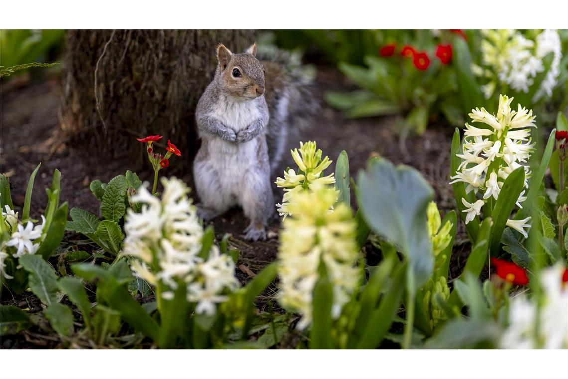 Bilder des Tages Ist das der Früüühling? Ein Eichhörnchen schaut bei Sonne und für die Jahreszeit ungewöhnlich milden Temperaturen aus einem Blumenbeet im Greenwich Park in London hervor.