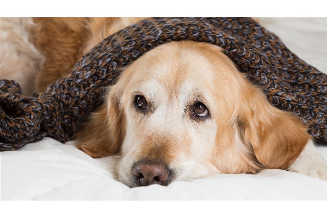 Nur jede vierte Hunde-OP-Versicherung ist empfehlenswert Ist der Hund krank, leiden Frauchen und Herrchen mit.