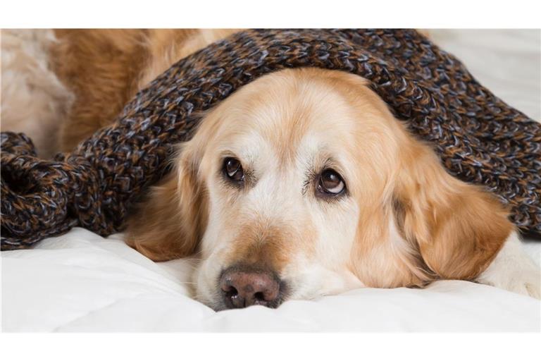 Ist der Hund krank, leiden Frauchen und Herrchen mit.