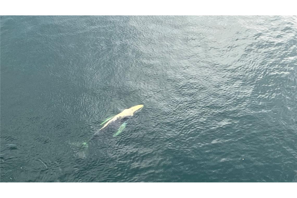 Ist es ein neuer Buckelwal? Eine Dänin machte von einer Brücke über die Meerenge Kleiner Belt aus ein Bild von diesem Tier. (Handout)