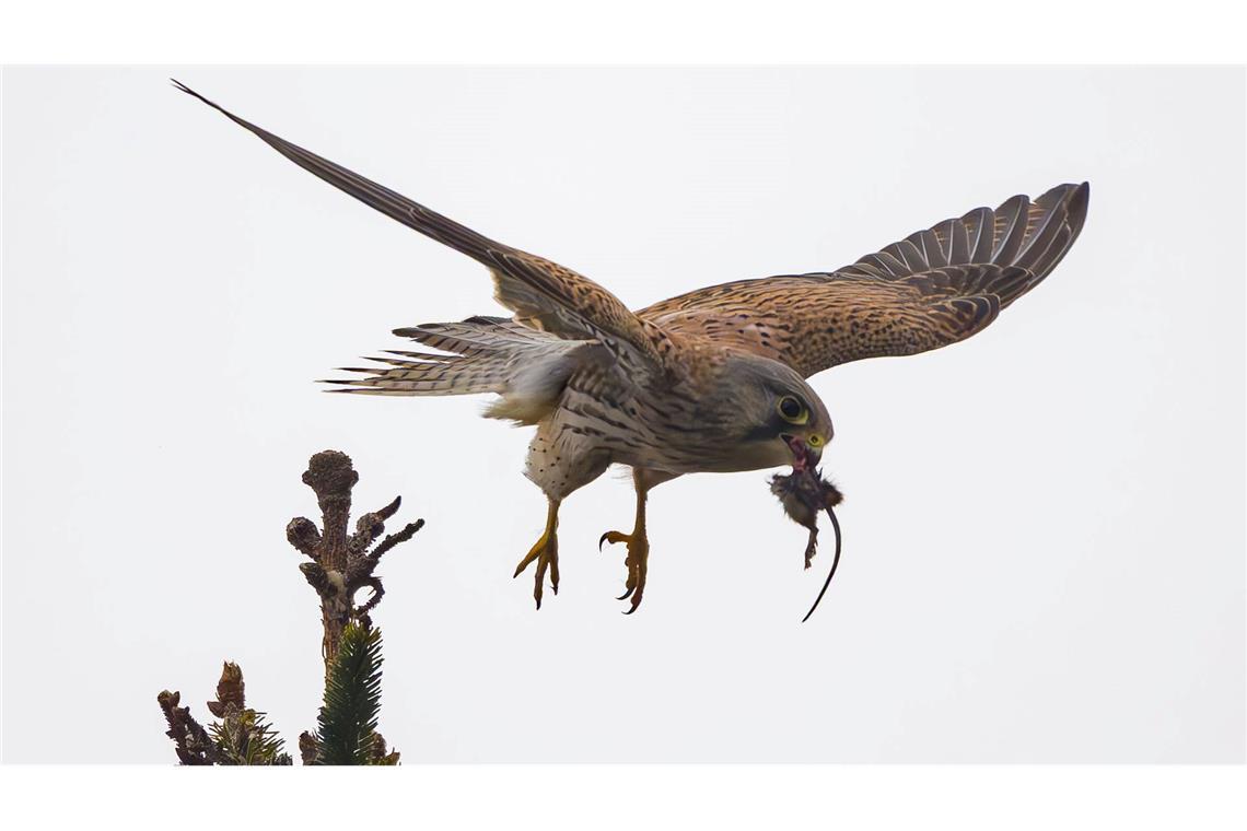 Bilder des Tages Jagderfolg - Turmfalke mit Maus in Sieversdorf