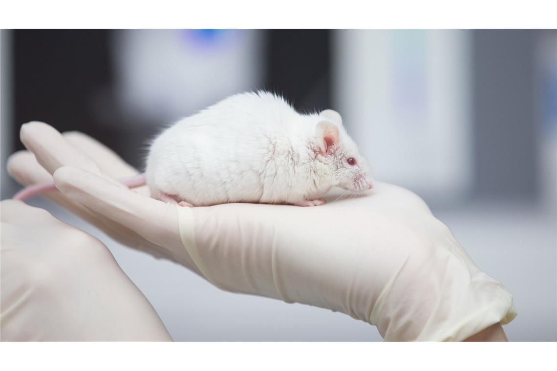 Neue 3R-Zentren sollen Alternativen zu Tierversuchen finden Jahr für Jahr werden Zehntausende Mäuse und Ratten für Forschungsversuche gezüchtet. (Symbolbild)
