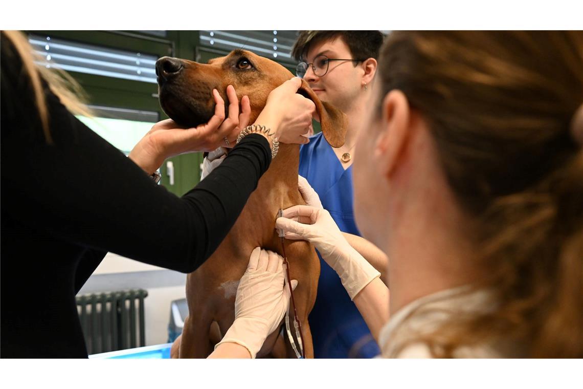 Blutspenden können Leben retten - auch bei Hunden Je größer der Hund, desto mehr Blut kann man abnehmen. Sami spendet um die 300 Milliliter.