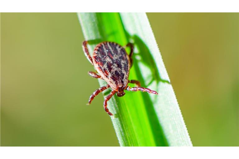 Je nach Areal sind 5 bis 50 Prozent der Zecken in Deutschland mit Borreliose infiziert.