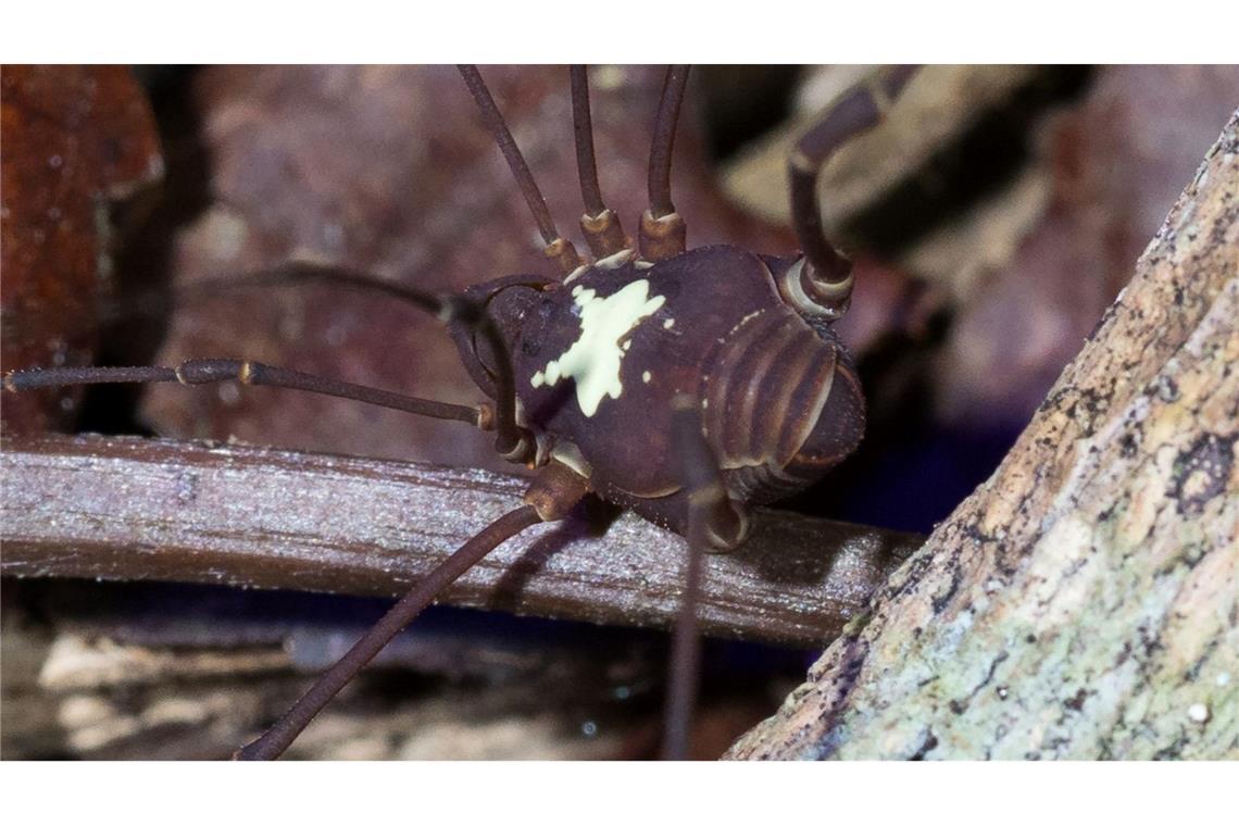 Je nach Art unterscheiden sich die weißen Muster auf den Rücken der Tiere.