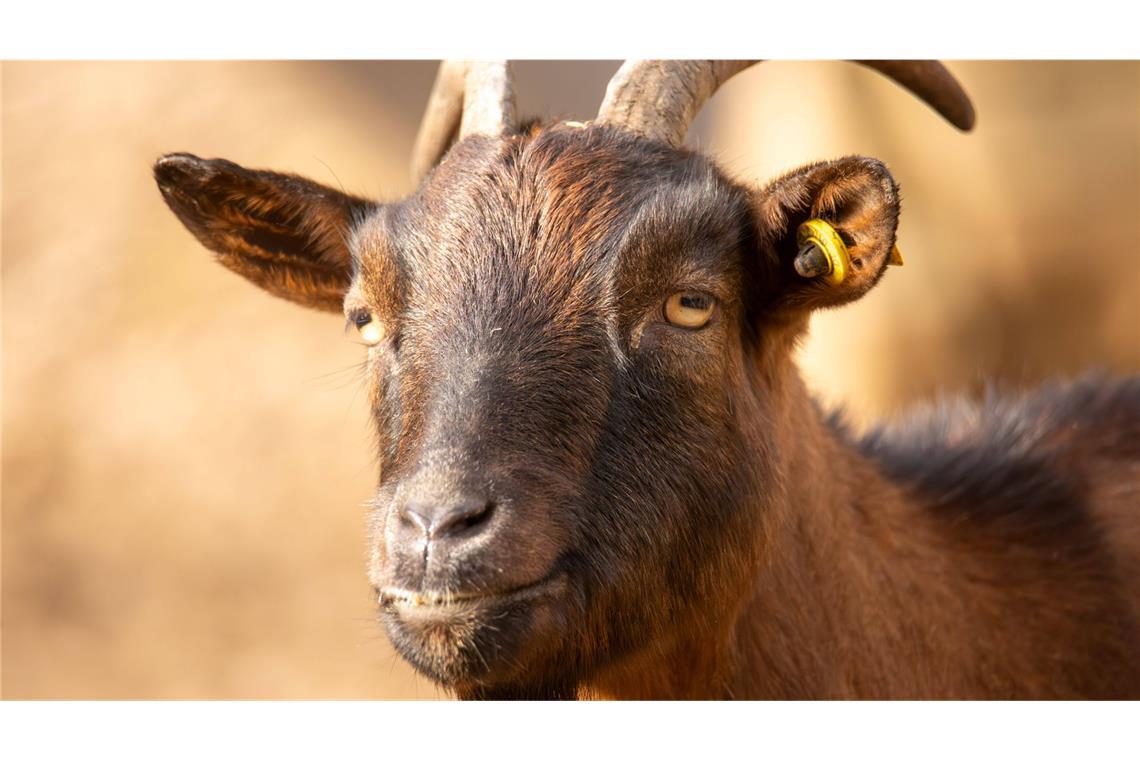 Kein Bock auf Tradition Jedes Jahr bringt ein frisch vermähltes Ehepaar aus Lambrecht einen Geißbock nach Deidesheim, wo er dann versteigert wird.