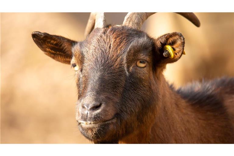 Jedes Jahr bringt ein frisch vermähltes Ehepaar aus Lambrecht einen Geißbock nach Deidesheim, wo er dann versteigert wird.