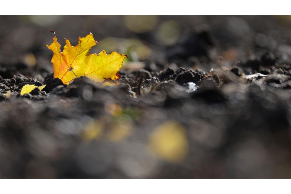 Bilder des Tages Jetzt kommt die goldene Herbsteszeit: Ein verfärbtes Blatt liegt auf einem Acker in Baden-Württemberg.