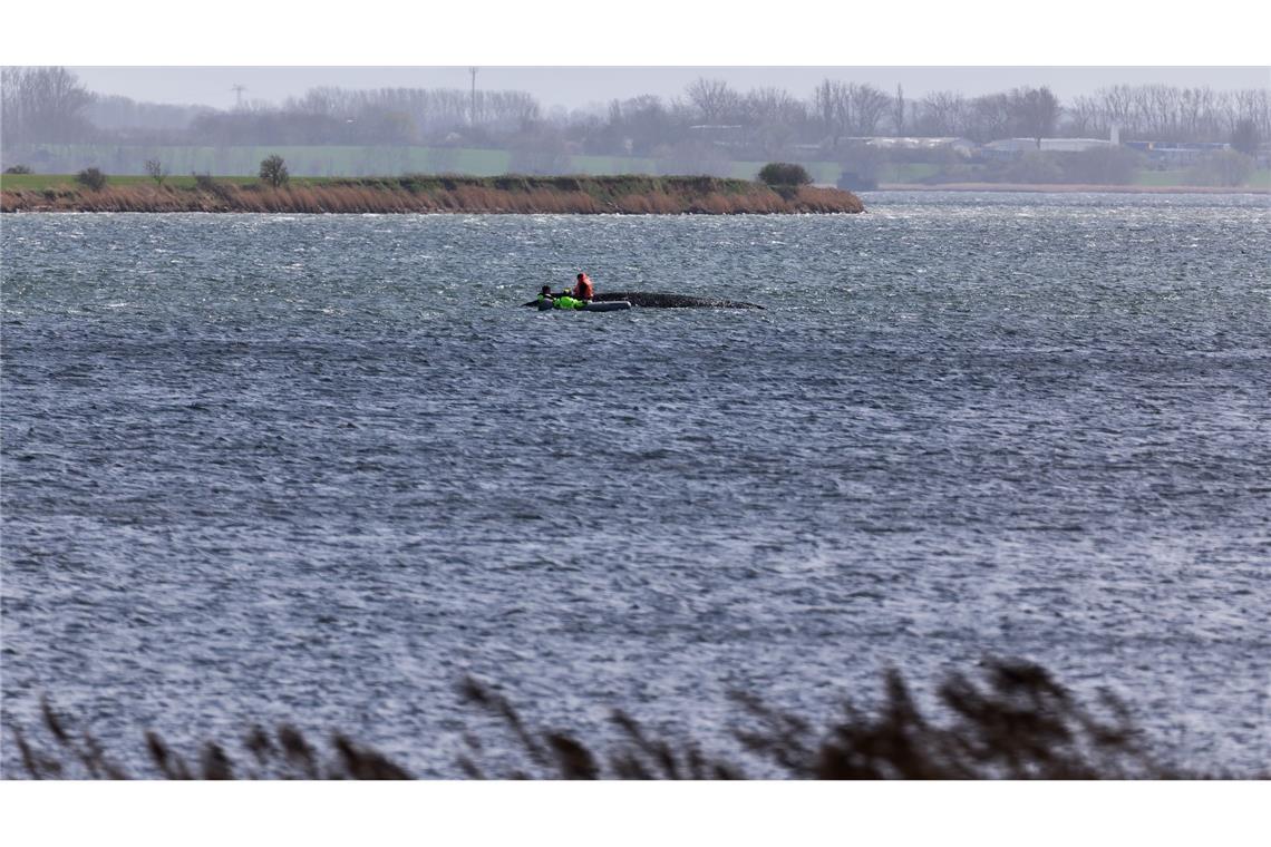 Jetzt soll auch die Wasserqualität beim gestrandeten Wal geprüft werden.