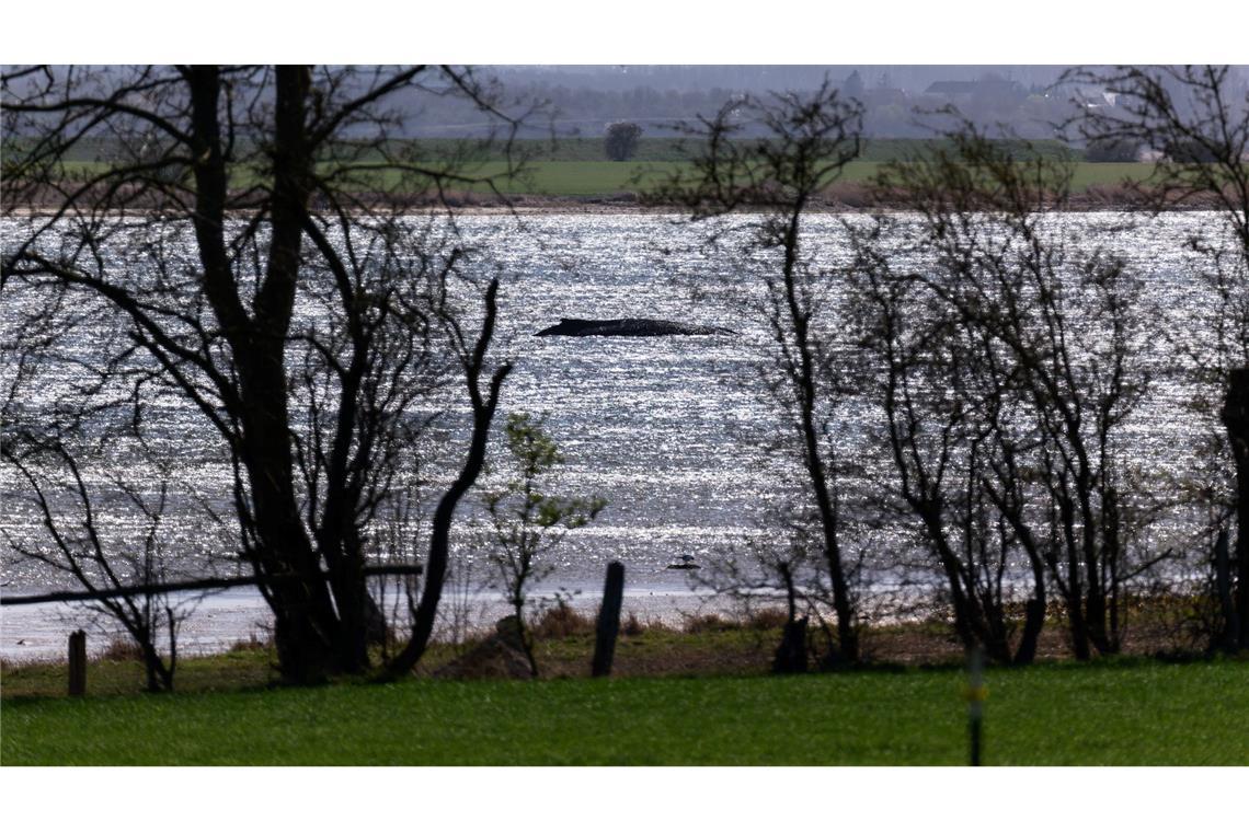 Verletzter Buckelwal – Gutachten am Dienstag erwartet
