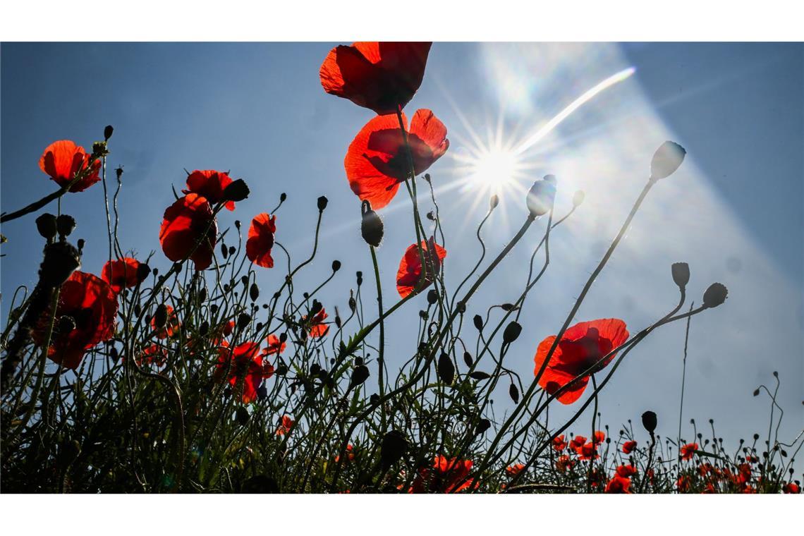Bilder des Tages Jetzt wird's mal wieder richtig Sommer: Klatschmohn blüht im Sonnenschein an einem Feldrand in der Region Hannover.