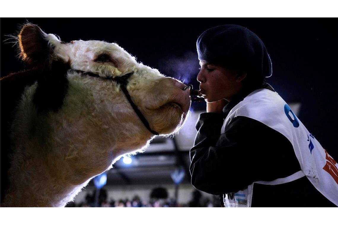 Joaquin Romero bläst einer Hereford-Kuh Luft ins Gesicht, um sie während einer Vorführung auf einer Viehauktion bei der jährlichen Landwirtschafts- und Viehzuchtausstellungen auf stressarme Weise zu beruhigen.