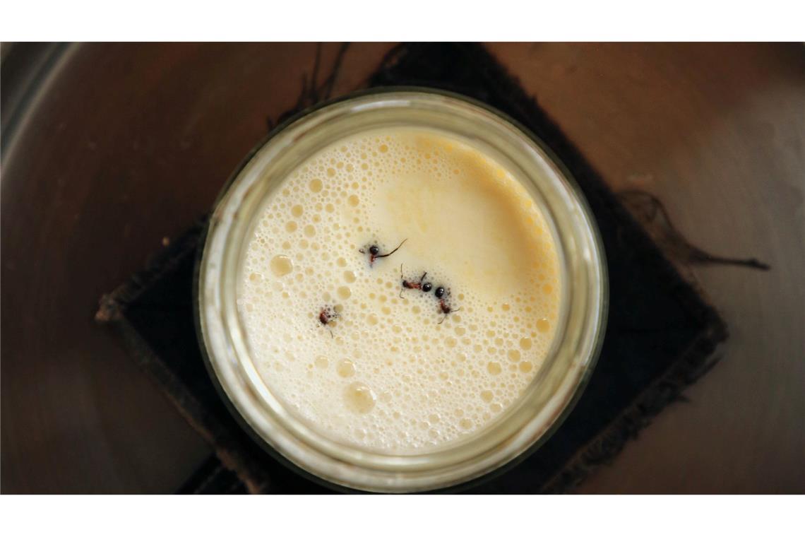 Wie Joghurt aus Ameisen entsteht – Nachahmen nicht empfohlen Joghurt-Rezept einmal anders: Man nehme vier Ameisen...