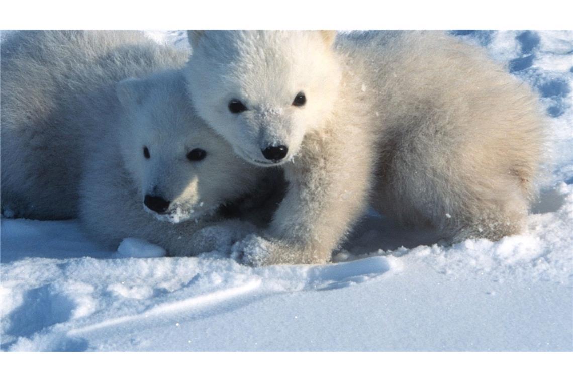 Wie junge Eisbären ihre Geburtshöhlen verlassen Junge Eisbären in Spitzbergen verlassen um den 9. März herum erstmals ihre Geburtshöhlen.