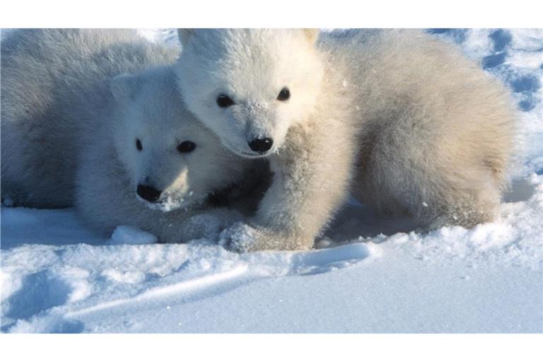 Junge Eisbären in Spitzbergen verlassen um den 9. März herum erstmals ihre Geburtshöhlen.