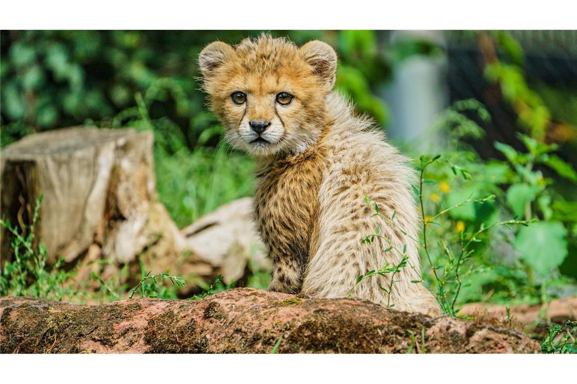 Junge Tiere gibt es in Zoos anteilig immer seltener.