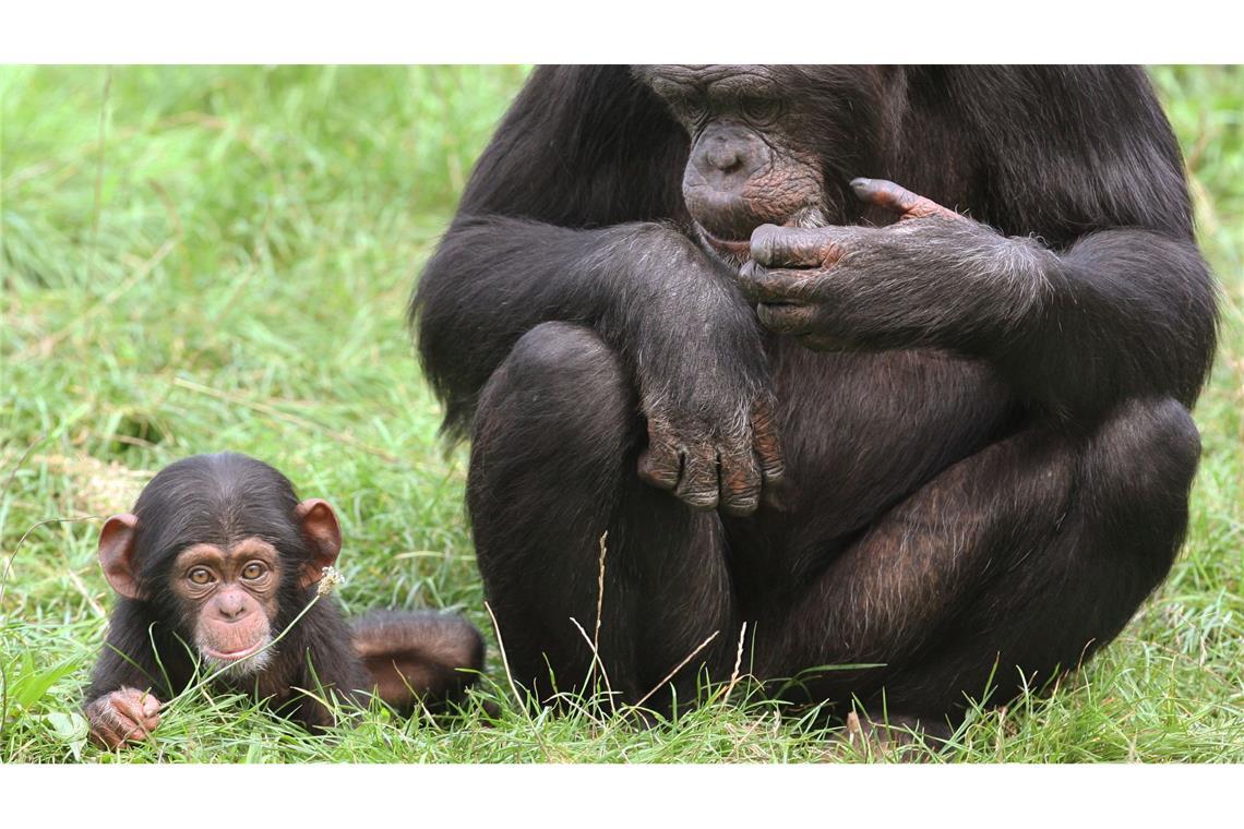 Jungtiere sind süß und Publikumsmagneten - doch wohin mit ihnen, wenn sie größer werden?