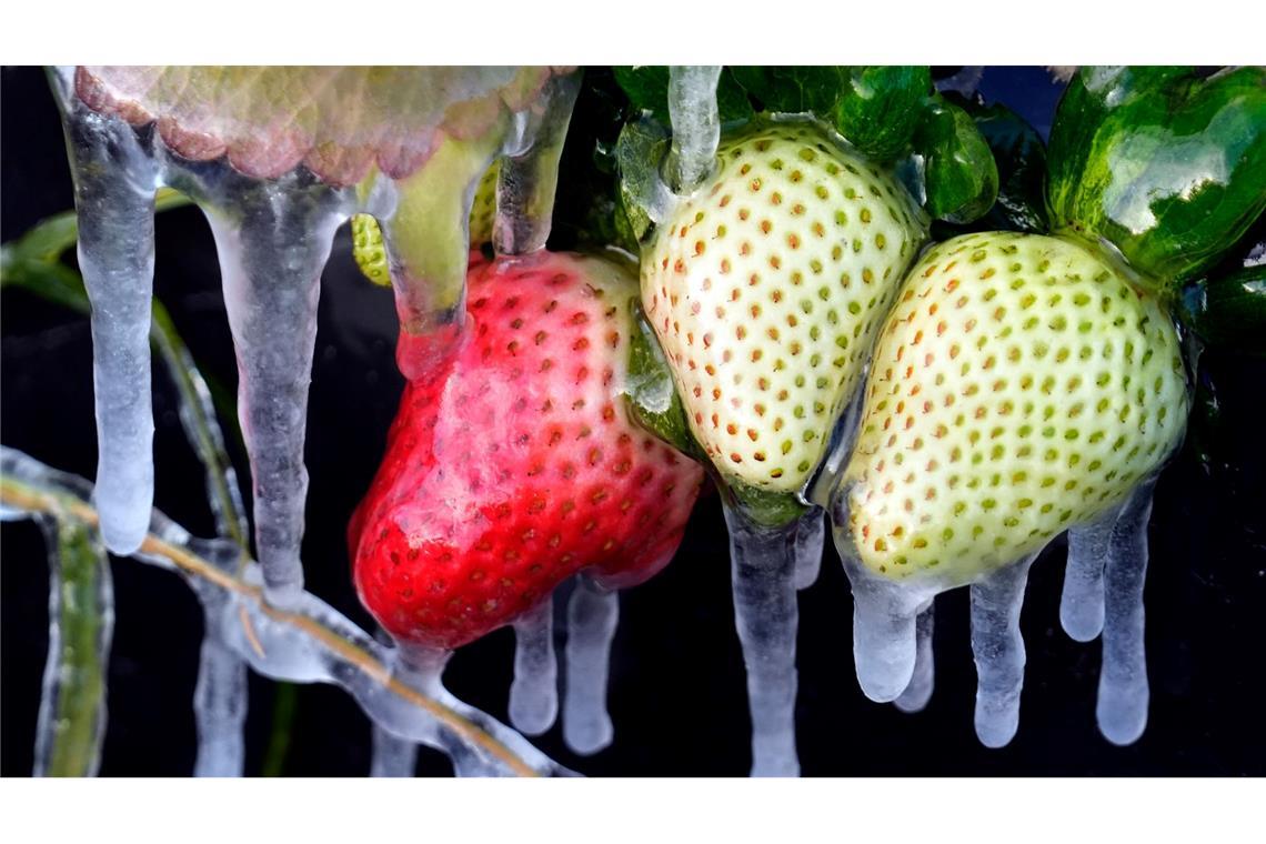Kälte in den USA: Eiszapfen hängen an Erdbeeren auf einem Feld in Florida.