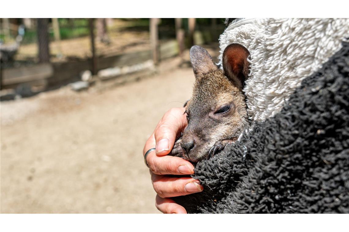 Känguru Elli schaut aus dem Pulli von Tierpark-Chefin Nicole Hoffmeister. Sie zieht das verwaiste Jungtier groß.