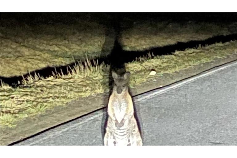 Känguru-Entdeckung in Sachsen. Die Polizei sucht nach dem Beuteltier.