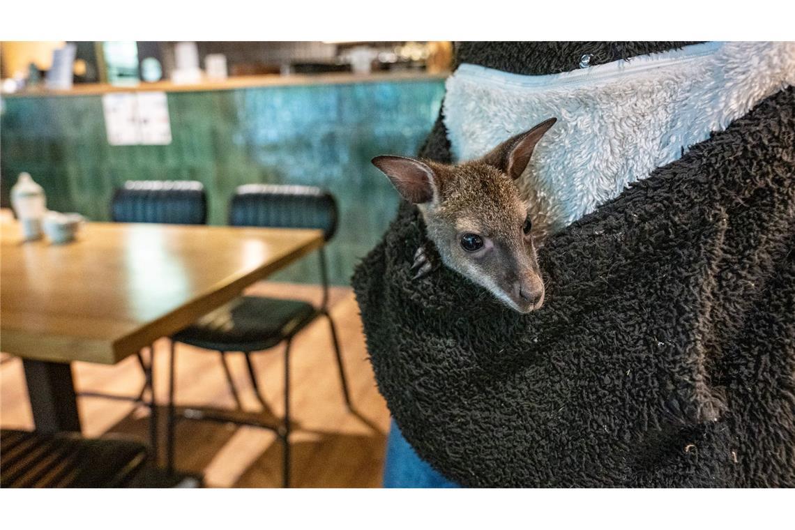 Känguru-Jungtier Elli guckt neugierig aus der Pullover-Tasche.
