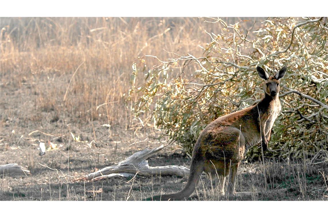 Känguru-Attacke vor der Haustür: Australier schwer verletzt Kängurus sind ein beliebtes Fotomotiv - sie können aber auch sehr aggressiv werden. (Symbolbild)
